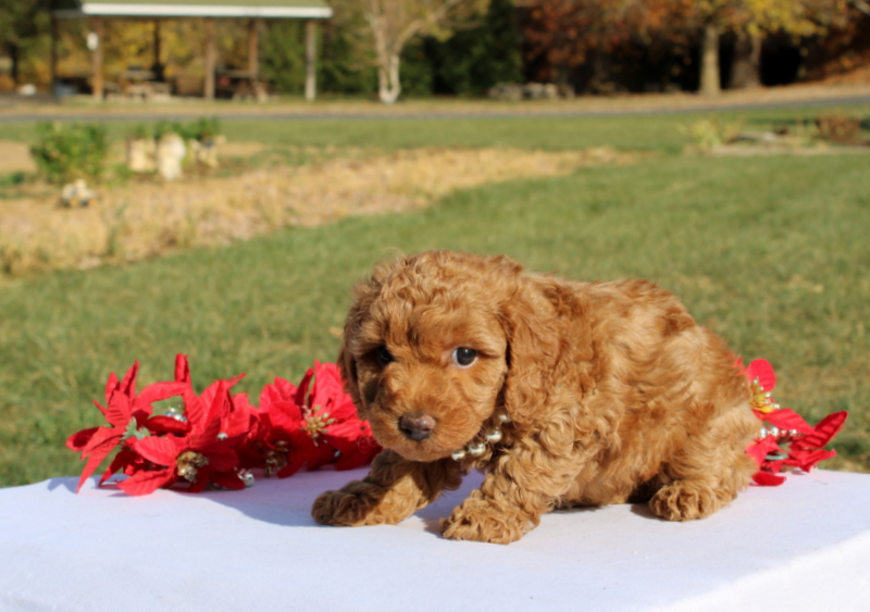 puppy, for, sale, Miniature Poodle, Matthew B. Stoltzfus, dog, breeder, Gap, PA, dog-breeder, puppy-for-sale, forsale, nearby, find, puppyfind, locator, puppylocator, aca